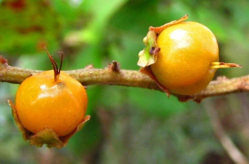 Murici ou Muruci (Byrsonima spicata) – Brasil Holístico | BRAH