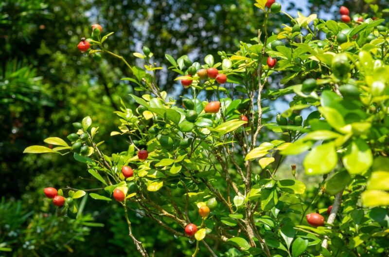 Murta de Cheiro (Murraya paniculata) – Brasil Holístico | BRAH